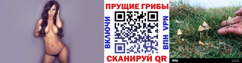 купить цена Сорочинск Псилоцибиновые грибы Psilocybine cubensis